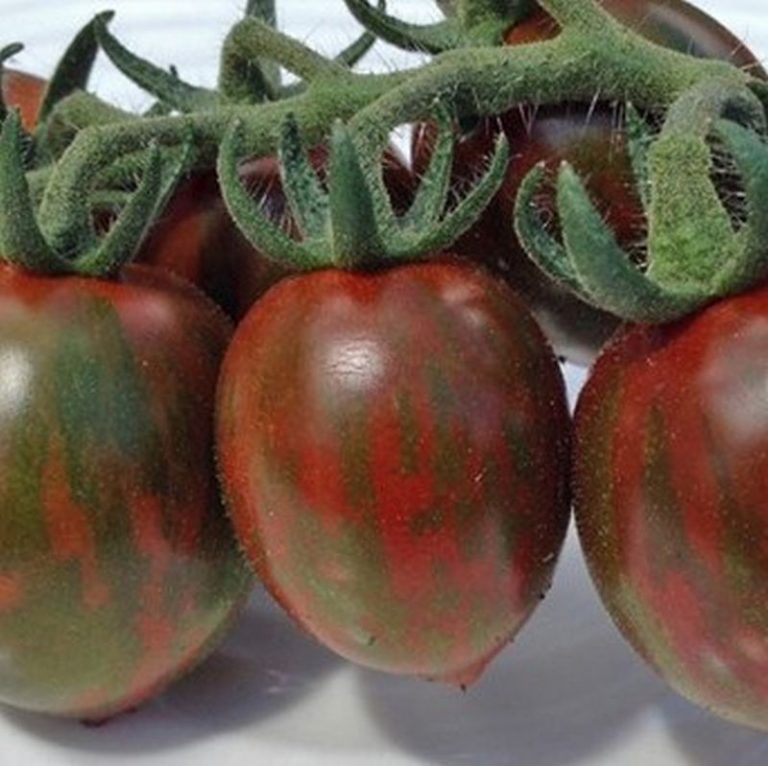 Chocolate Sprinkles cherry Tomato