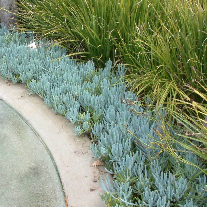 Senecio mandraliscae (Blue Chalk Sticks) - Cacti.com