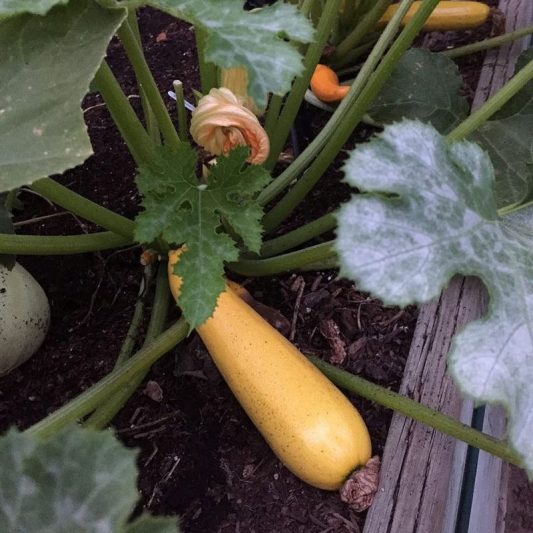 Golden Zucchini Squash | Star Nursery Garden and Rock Centers
