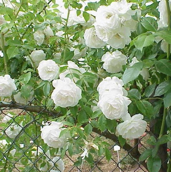 white iceberg rose bush