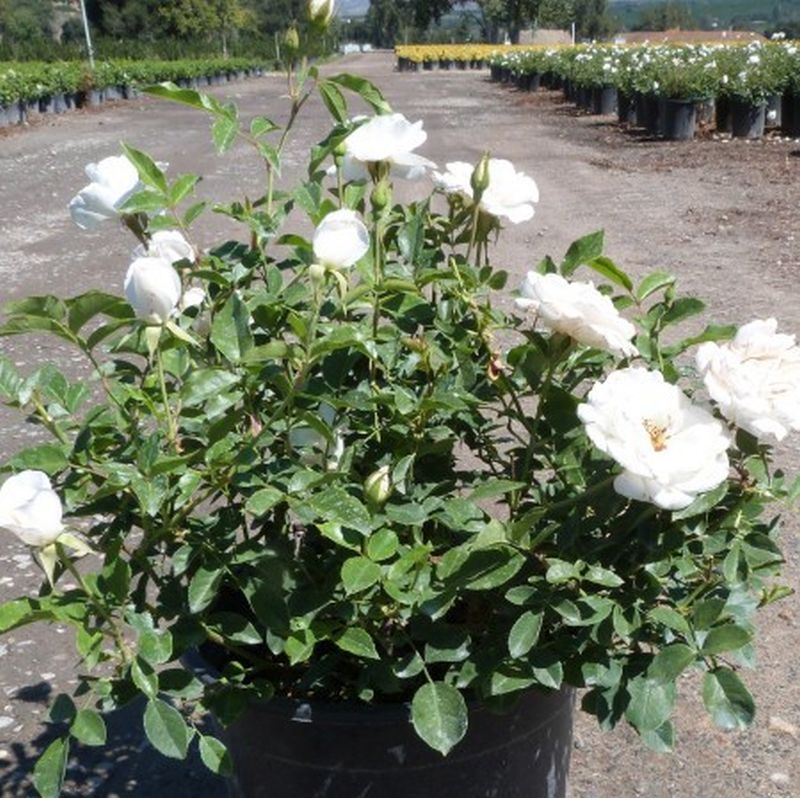 white iceberg rose bush