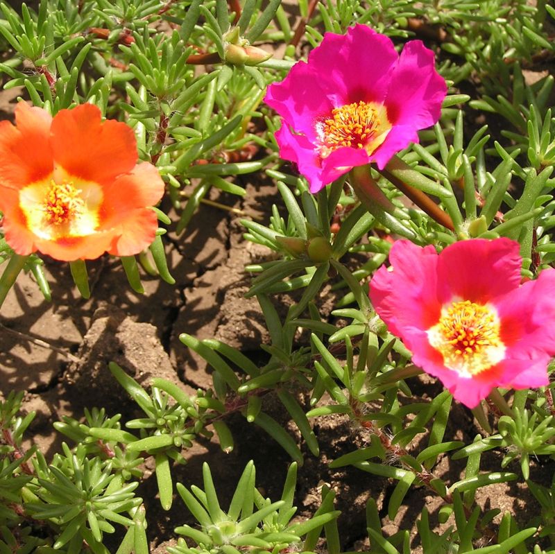 download moss roses