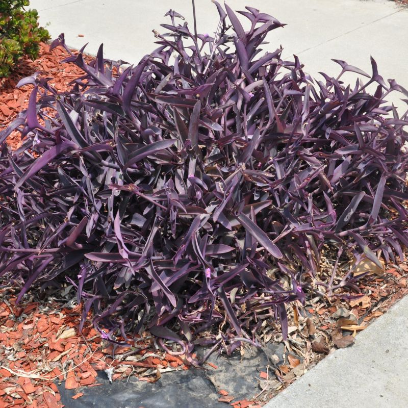 fuzzy purple heart plant