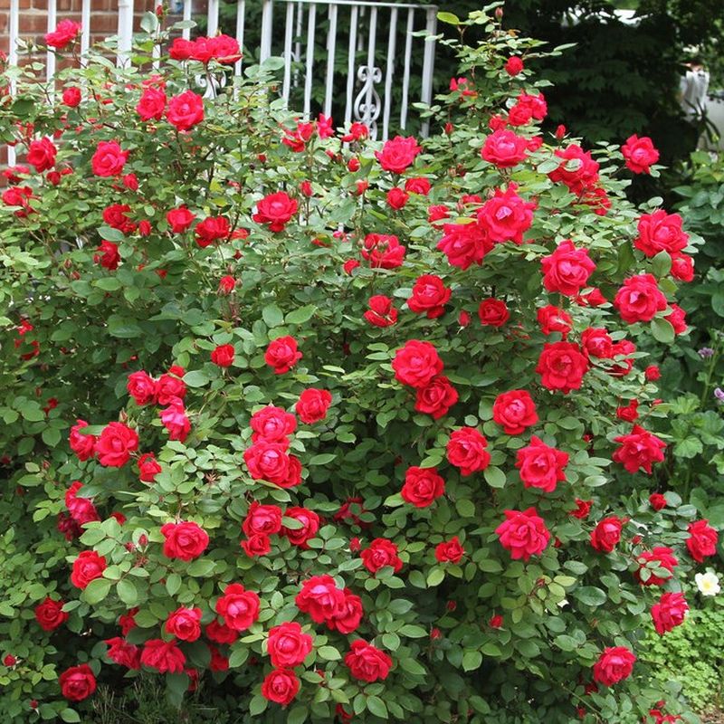 Double Coral Drift Rose | Star Nursery Garden and Rock Centers