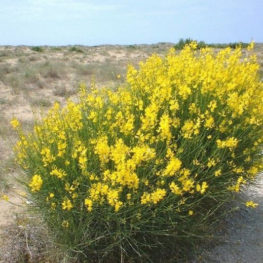 yellow spanish broom