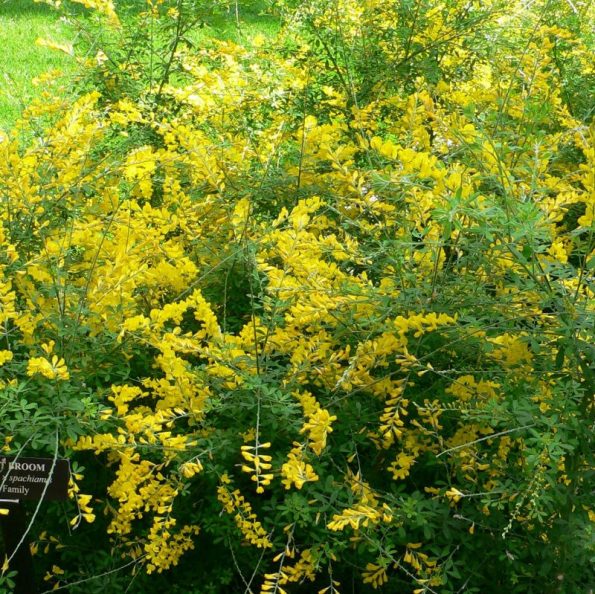 sweet broom plant meaning wicca