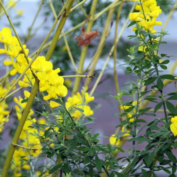 potted sweet broom plant