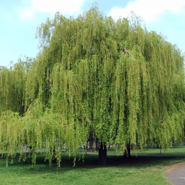 weeping-willow-star-nursery-garden-and-rock-centers