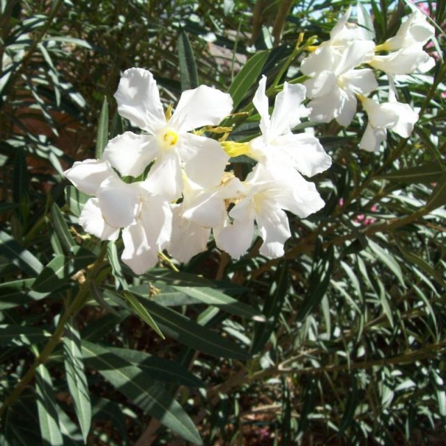 white oleander author