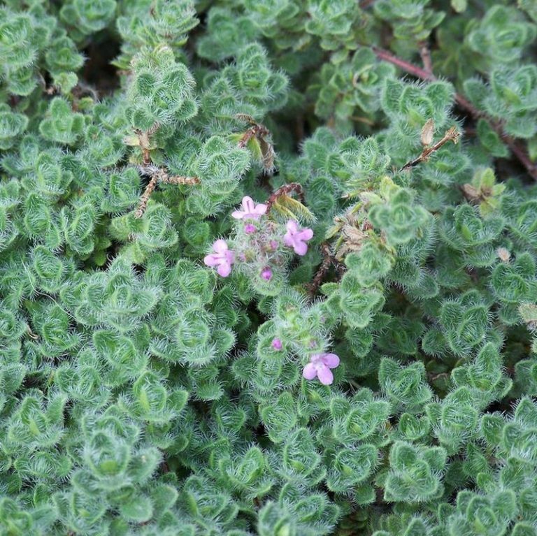 woolly creeping thyme